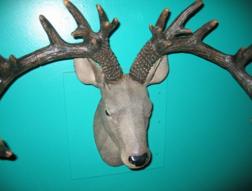 Lolita Deer